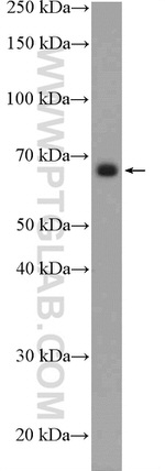 MEF2D Antibody in Western Blot (WB)