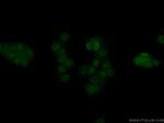 ERG Antibody in Immunocytochemistry (ICC/IF)