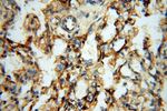 ERG Antibody in Immunohistochemistry (Paraffin) (IHC (P))