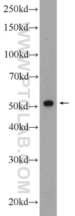 ERG Antibody in Western Blot (WB)
