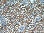 HS3ST1 Antibody in Immunohistochemistry (Paraffin) (IHC (P))