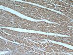 HS3ST1 Antibody in Immunohistochemistry (Paraffin) (IHC (P))