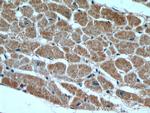 HS3ST1 Antibody in Immunohistochemistry (Paraffin) (IHC (P))