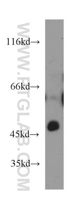 HS3ST1 Antibody in Western Blot (WB)
