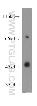HS3ST1 Antibody in Western Blot (WB)