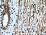 VAP1 Antibody in Immunohistochemistry (Paraffin) (IHC (P))
