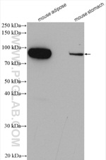 VAP1 Antibody in Western Blot (WB)
