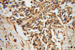 FAM175A Antibody in Immunohistochemistry (Paraffin) (IHC (P))