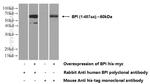 BPI Antibody in Western Blot (WB)
