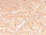 GM-CSF (Granulocyte/Macrophage - Colony Stimulating Factor) Antibody in Immunohistochemistry (Paraffin) (IHC (P))