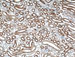 WNT4 Antibody in Immunohistochemistry (Paraffin) (IHC (P))