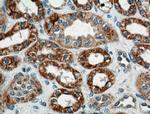 WNT4 Antibody in Immunohistochemistry (Paraffin) (IHC (P))