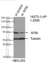 NTM Antibody in Western Blot (WB)