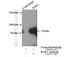 WEE1 Antibody in Immunoprecipitation (IP)