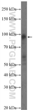 WEE1 Antibody in Western Blot (WB)