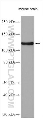 BMPR2 Antibody in Western Blot (WB)