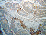 PON2 Antibody in Immunohistochemistry (Paraffin) (IHC (P))