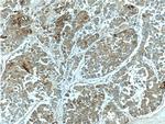 PON2 Antibody in Immunohistochemistry (Paraffin) (IHC (P))