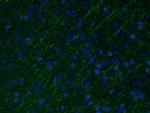 MAG Antibody in Immunohistochemistry (PFA fixed) (IHC (PFA))