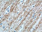 MAG Antibody in Immunohistochemistry (Paraffin) (IHC (P))