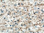 MAG Antibody in Immunohistochemistry (Paraffin) (IHC (P))