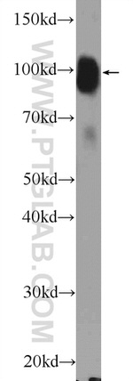 MAG Antibody in Western Blot (WB)