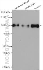 MAG Antibody in Western Blot (WB)