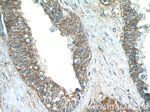 PASK Antibody in Immunohistochemistry (Paraffin) (IHC (P))