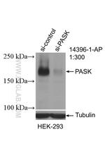 PASK Antibody in Western Blot (WB)
