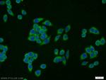 SCPx Antibody in Immunocytochemistry (ICC/IF)