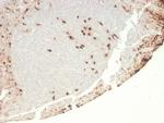 Granulocyte-Colony Stimulating Factor (G-CSF) Recombinant Mouse Monoclonal Antibody (rCSF3, 900)