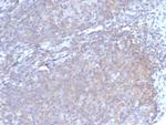 Granulocyte-Colony Stimulating Factor (G-CSF) Monoclonal Antibody (CSF3/4597)