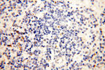 CLCNKA Antibody in Immunohistochemistry (Paraffin) (IHC (P))