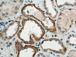 CLCNKA Antibody in Immunohistochemistry (Paraffin) (IHC (P))