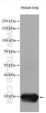 ITM2A Antibody in Western Blot (WB)