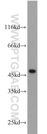 ITM2A Antibody in Western Blot (WB)
