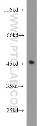 ITM2A Antibody in Western Blot (WB)