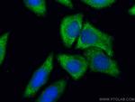 PEG10 Antibody in Immunocytochemistry (ICC/IF)