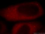 PEG10 Antibody in Immunocytochemistry (ICC/IF)