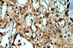 PEG10 Antibody in Immunohistochemistry (Paraffin) (IHC (P))