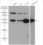PEG10 Antibody in Western Blot (WB)