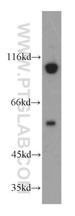 PEG10 Antibody in Western Blot (WB)