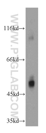 PEG10 Antibody in Western Blot (WB)