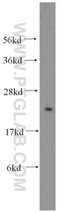 MOCS2 Antibody in Western Blot (WB)