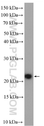MOCS2 Antibody in Western Blot (WB)