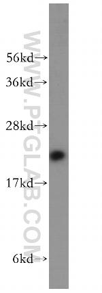 MOCS2 Antibody in Western Blot (WB)
