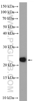 MOCS2 Antibody in Western Blot (WB)