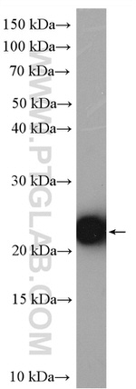 MOCS2 Antibody in Western Blot (WB)