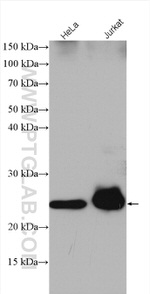 MOCS2 Antibody in Western Blot (WB)