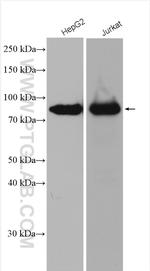 TCF12/HEB Antibody in Western Blot (WB)